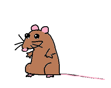 rat